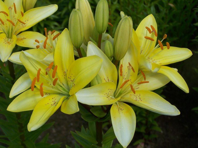 lily 'Laivelyje' (3)