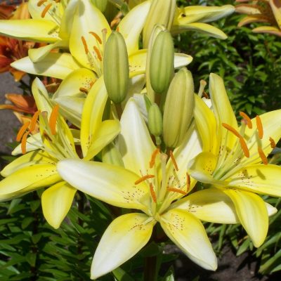 lily ‘Laivelyje’