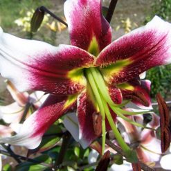 lily 'Leslie Woodriff'