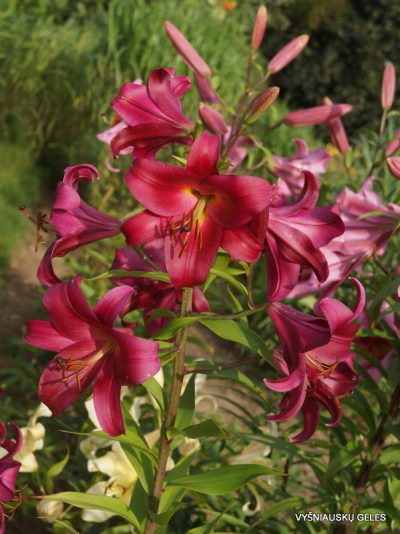lily 'Mussasi' (2)