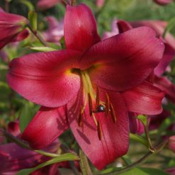 lily 'Mussasi'