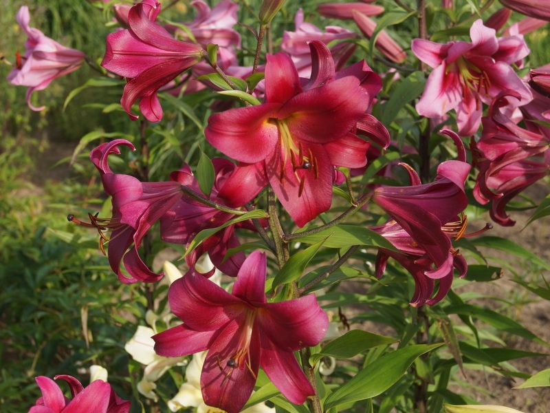 lily 'Mussasi' (3)