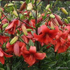 lily 'Pearl Loraine'