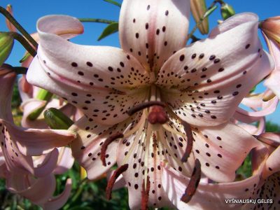 lily 'Pink Giant' (2)