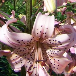 lily 'Pink Giant'