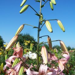 lily 'Pink Giant' (3)