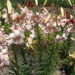 lily 'Pink Giant' (4)