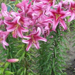 lily 'Purple King' (2)