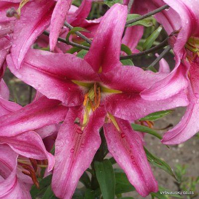 lily ‘Purple King’