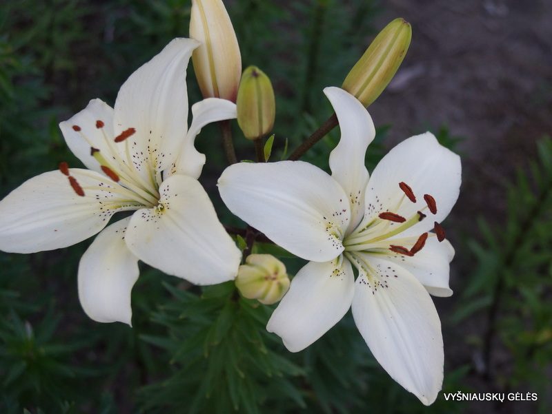 lily 'Ramybė Žemei' (2)