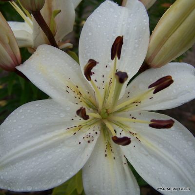 lily ‘Ramybė Žemei’