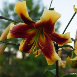 lily 'Robert Swanson' (2)