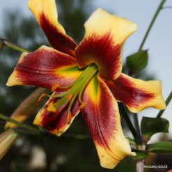 lily 'Robert Swanson'
