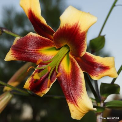 lily ‘Robert Swanson’