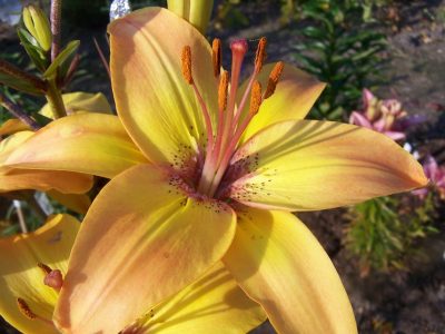 lily 'Rojaus Paukštė – 2'