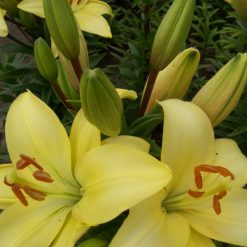 lily 'Royal Fantasy' (2)