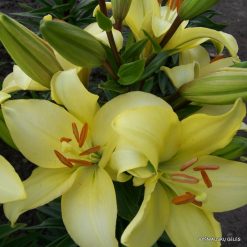 lily 'Royal Fantasy'