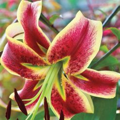 lily 'Scheherezade'