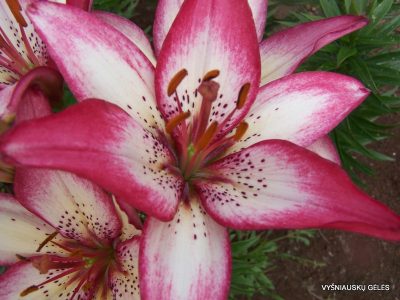lily 'Sorbet' (2)