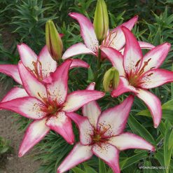 lily 'Sorbet'
