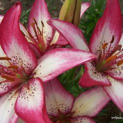 lily 'Sorbet' (3)