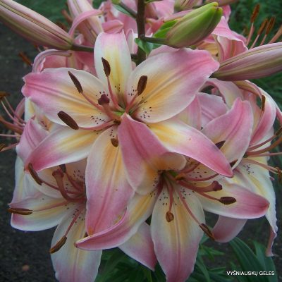 lily ‘Tricolor’