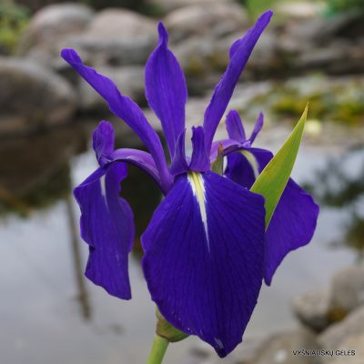 Iris laevigata ‘Weymouth Blue’