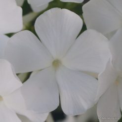 Phlox 'Alba Grandiflora' (4)