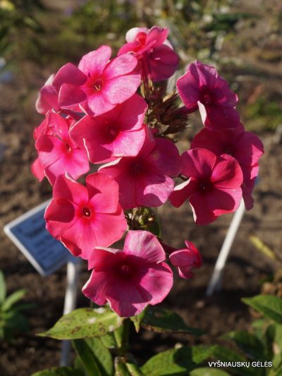 Phlox ‘Akademik Koroliov‘ (2)