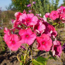 Phlox ‘Akademik Koroliov‘