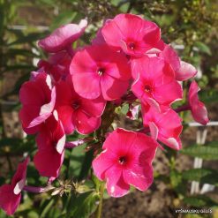 Phlox ‘Akademik Koroliov‘ (3)