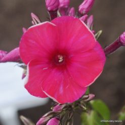 Phlox ‘Akademik Koroliov‘ (4)