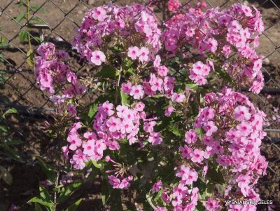 Phlox ‘Feya‘ (2)