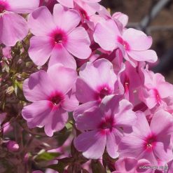Phlox ‘Feya‘ (3)