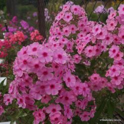 Phlox ‘Feya‘ (4)