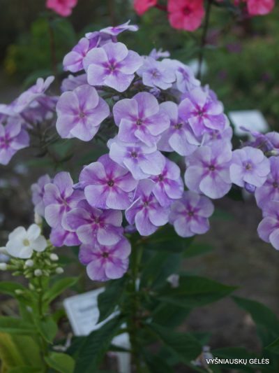 Phlox ‘Gräfin von Schwerin‘ (2)