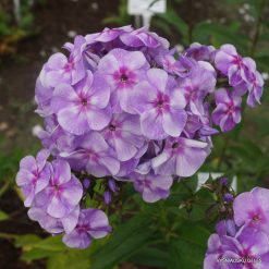 Phlox ‘Gräfin von Schwerin‘