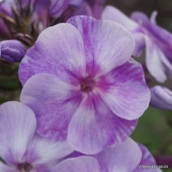 Phlox ‘Gräfin von Schwerin‘ (3)