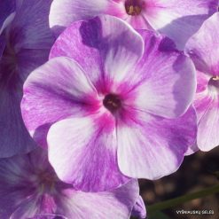 Phlox ‘Gräfin von Schwerin‘ (4)