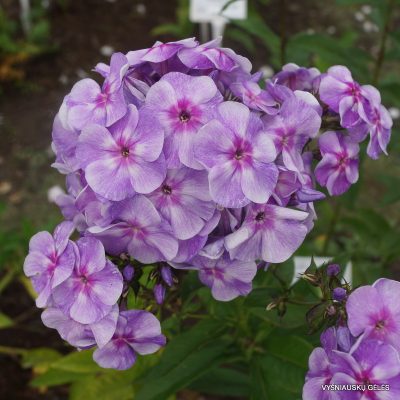 Phlox ‘Gräfin von Schwerin‘
