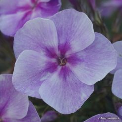 Phlox ‘Gräfin von Schwerin‘ (5)