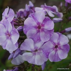 Phlox ‘Gräfin von Schwerin‘ (6)