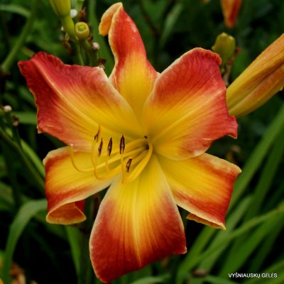 0daylily ‘Panic in Detroit’