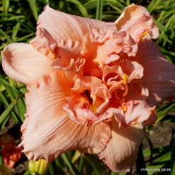 Daylily 'Heavenly Champagne Bubbles'