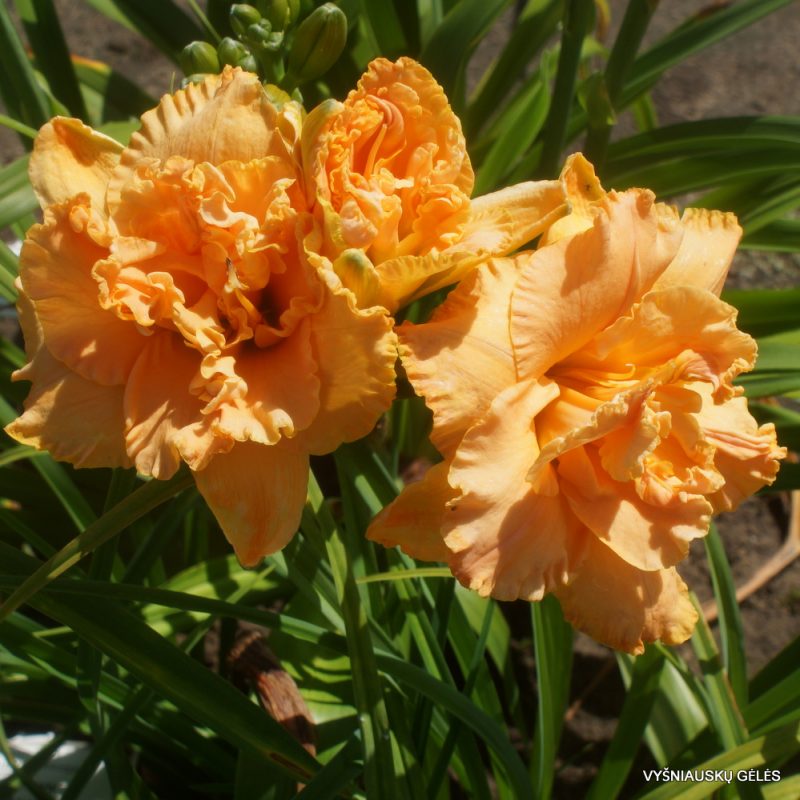 Daylily 'Heavenly Double Trouble' (2)