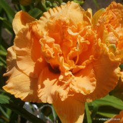 Daylily 'Heavenly Double Trouble'