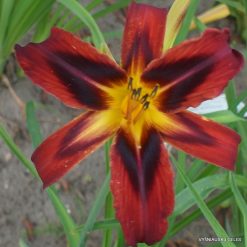 Daylily 'Heavenly Tiger Tails'