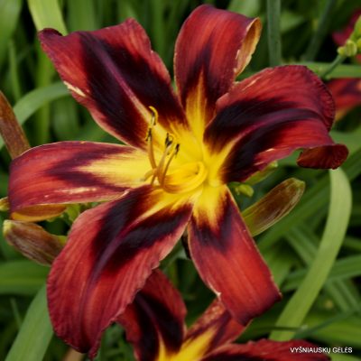Daylily 'Heavenly Tiger Tails'