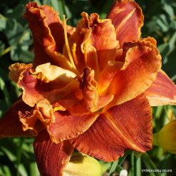 Daylily 'Holiday Party'