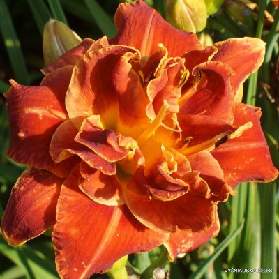 Daylily 'Holiday Party' (2)